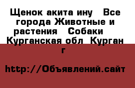 Щенок акита ину - Все города Животные и растения » Собаки   . Курганская обл.,Курган г.